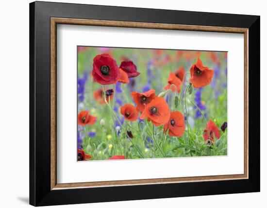 Poppy field, Mount Olive, North Carolina, USA-Lisa S. Engelbrecht-Framed Photographic Print