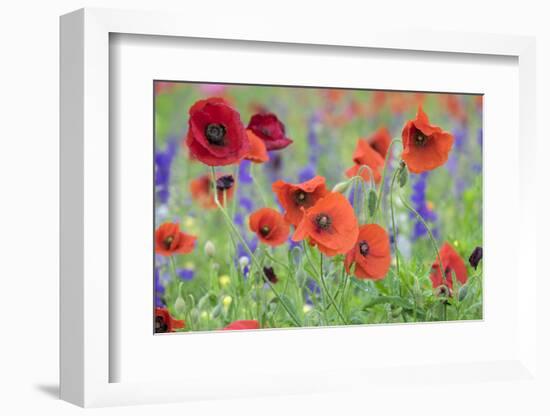 Poppy field, Mount Olive, North Carolina, USA-Lisa S. Engelbrecht-Framed Photographic Print