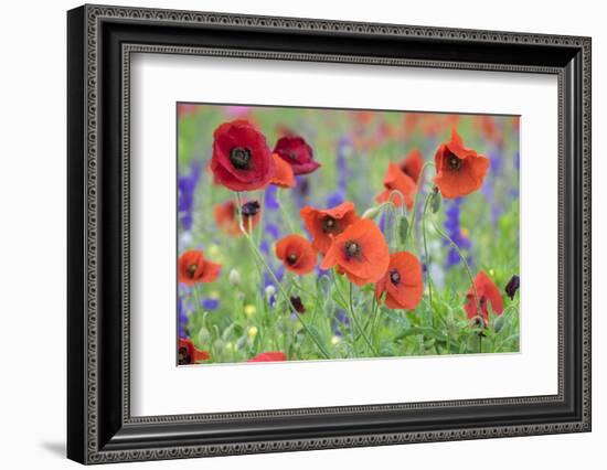 Poppy field, Mount Olive, North Carolina, USA-Lisa S. Engelbrecht-Framed Photographic Print