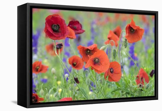 Poppy field, Mount Olive, North Carolina, USA-Lisa S. Engelbrecht-Framed Premier Image Canvas