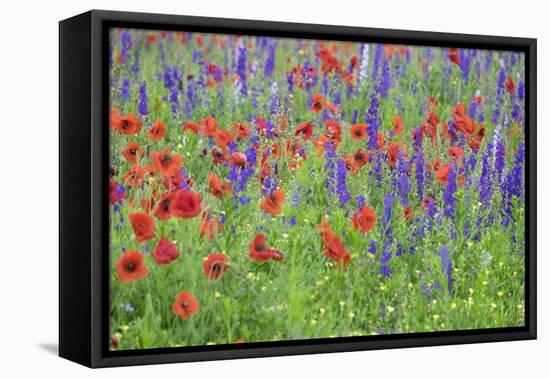 Poppy field, Mount Olive, North Carolina, USA-Lisa S. Engelbrecht-Framed Premier Image Canvas