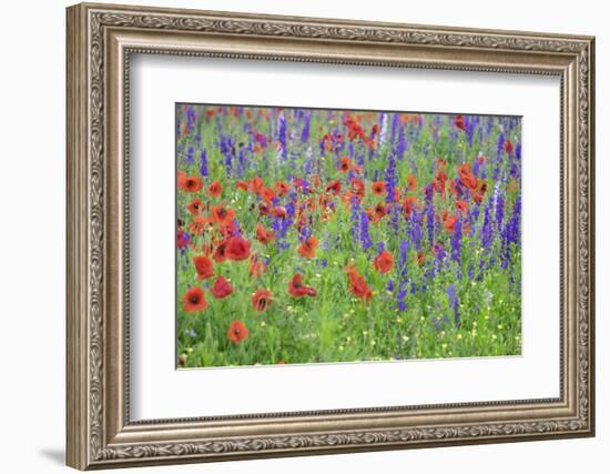 Poppy field, Mount Olive, North Carolina, USA-Lisa S. Engelbrecht-Framed Photographic Print