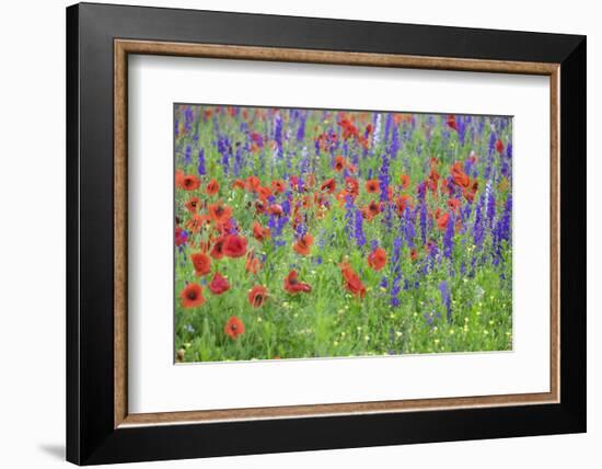 Poppy field, Mount Olive, North Carolina, USA-Lisa S. Engelbrecht-Framed Photographic Print