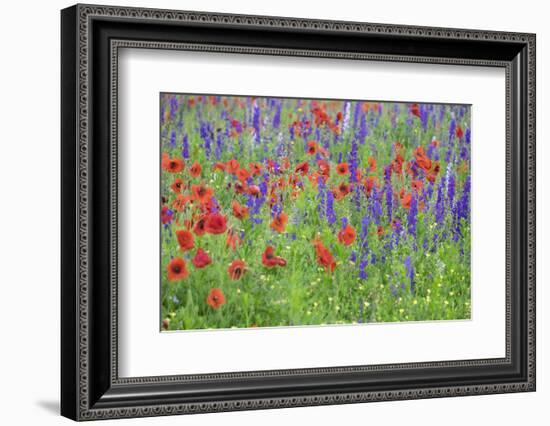 Poppy field, Mount Olive, North Carolina, USA-Lisa S. Engelbrecht-Framed Photographic Print