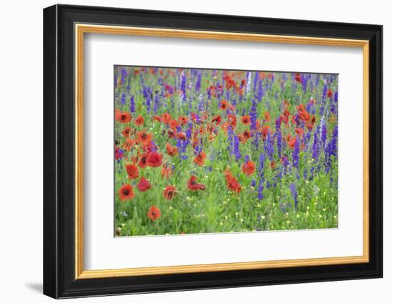 Poppy field, Mount Olive, North Carolina, USA-Lisa S. Engelbrecht-Framed Photographic Print