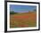 Poppy Field Near Montechiello, Tuscany, Italy-Lee Frost-Framed Photographic Print