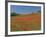 Poppy Field Near Montechiello, Tuscany, Italy-Lee Frost-Framed Photographic Print