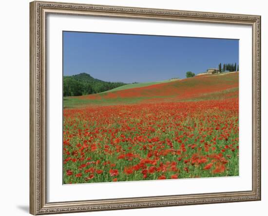 Poppy Field Near Montechiello, Tuscany, Italy-Lee Frost-Framed Photographic Print