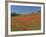 Poppy Field Near Montechiello, Tuscany, Italy-Lee Frost-Framed Photographic Print