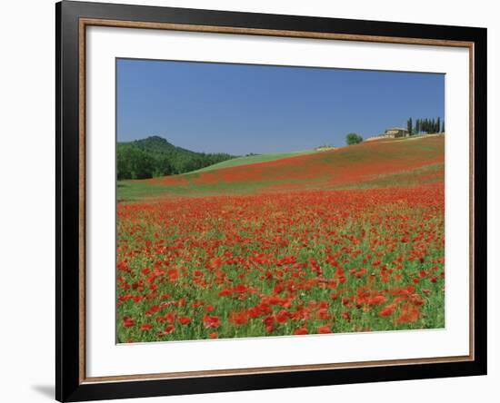 Poppy Field Near Montechiello, Tuscany, Italy-Lee Frost-Framed Photographic Print