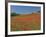 Poppy Field Near Montechiello, Tuscany, Italy-Lee Frost-Framed Photographic Print