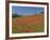 Poppy Field Near Montechiello, Tuscany, Italy-Lee Frost-Framed Photographic Print