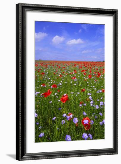 Poppy Field Uk-Charles Bowman-Framed Photographic Print