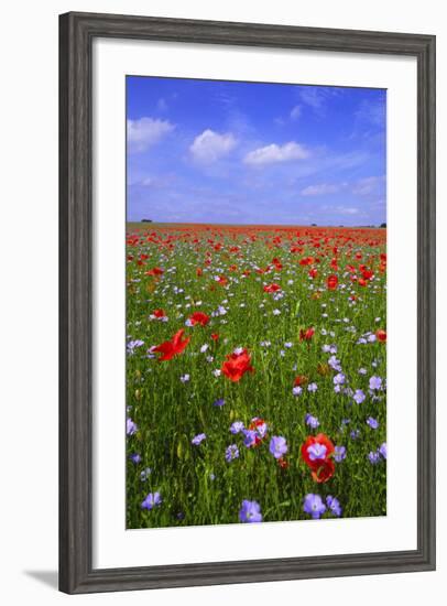 Poppy Field Uk-Charles Bowman-Framed Photographic Print