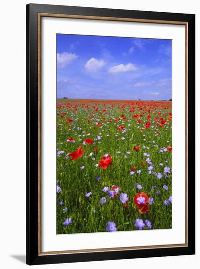 Poppy Field Uk-Charles Bowman-Framed Photographic Print