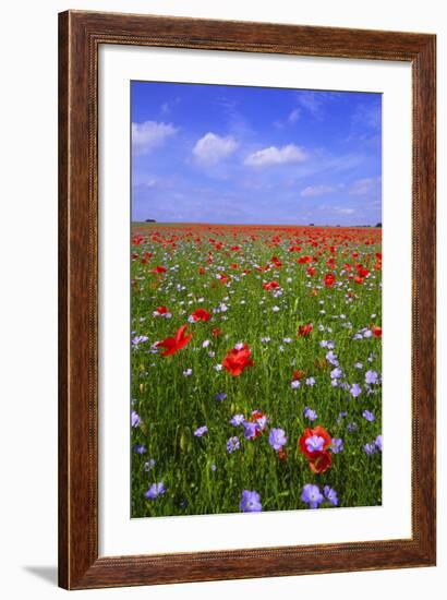 Poppy Field Uk-Charles Bowman-Framed Photographic Print