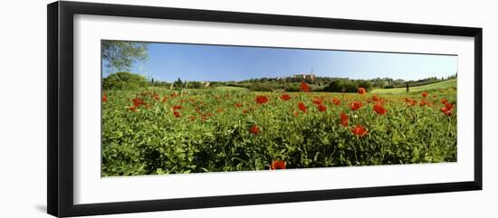 Poppy Field with Town of Pienza in Distance, Tuscany, Italy, Europe-Lee Frost-Framed Photographic Print