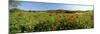 Poppy Field with Town of Pienza in Distance, Tuscany, Italy, Europe-Lee Frost-Mounted Photographic Print