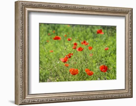 Poppy field-Jim Engelbrecht-Framed Photographic Print