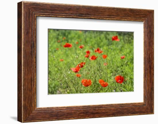 Poppy field-Jim Engelbrecht-Framed Photographic Print