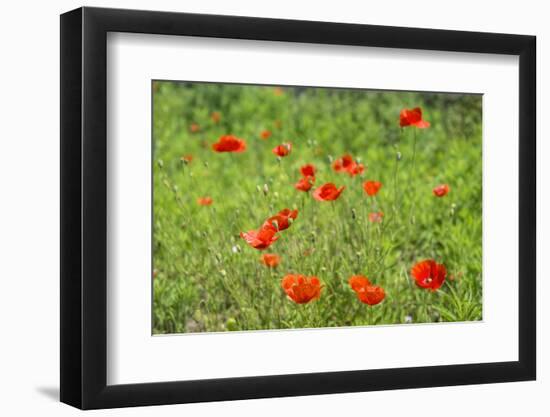 Poppy field-Jim Engelbrecht-Framed Photographic Print