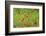 Poppy field-Jim Engelbrecht-Framed Photographic Print