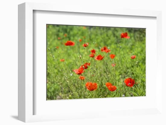 Poppy field-Jim Engelbrecht-Framed Photographic Print