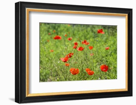 Poppy field-Jim Engelbrecht-Framed Photographic Print