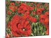 Poppy Field-Kirstie Adamson-Mounted Giclee Print