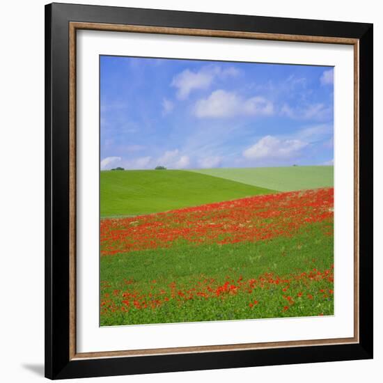 Poppy Field-Cora Niele-Framed Giclee Print