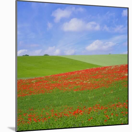 Poppy Field-Cora Niele-Mounted Giclee Print