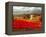 Poppy Fields Afar-Marino-Framed Stretched Canvas