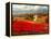 Poppy Fields Afar-Marino-Framed Stretched Canvas