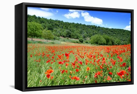 Poppy Fields Near Covarrubias, Castile and Leon, Spain Europe-Alex Robinson-Framed Premier Image Canvas