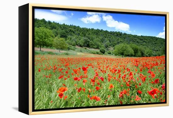 Poppy Fields Near Covarrubias, Castile and Leon, Spain Europe-Alex Robinson-Framed Premier Image Canvas