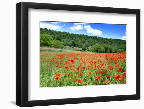 Poppy Fields Near Covarrubias, Castile and Leon, Spain Europe-Alex Robinson-Framed Photographic Print