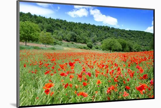 Poppy Fields Near Covarrubias, Castile and Leon, Spain Europe-Alex Robinson-Mounted Photographic Print