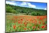 Poppy Fields Near Covarrubias, Castile and Leon, Spain Europe-Alex Robinson-Mounted Photographic Print