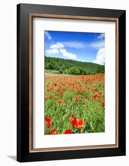 Poppy Fields Near Covarrubias, Castile and Leon, Spain, Europe-Alex Robinson-Framed Photographic Print