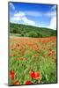 Poppy Fields Near Covarrubias, Castile and Leon, Spain, Europe-Alex Robinson-Mounted Photographic Print