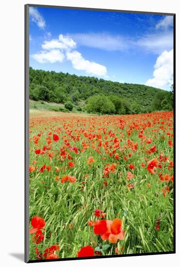 Poppy Fields Near Covarrubias, Castile and Leon, Spain, Europe-Alex Robinson-Mounted Photographic Print