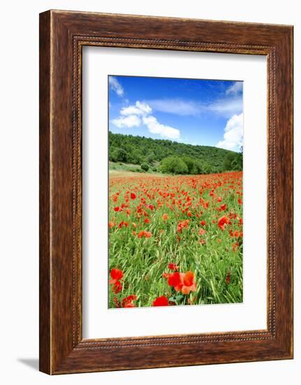 Poppy Fields Near Covarrubias, Castile and Leon, Spain, Europe-Alex Robinson-Framed Premium Photographic Print