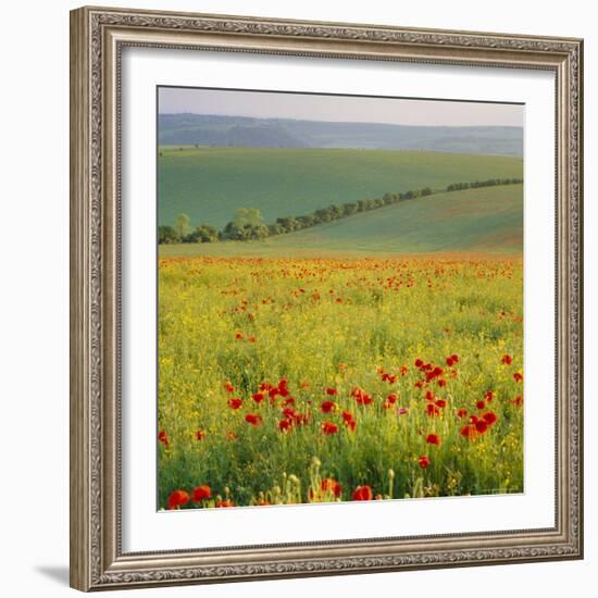 Poppy Fields, South Downs, Sussex, England, UK, Europe-John Miller-Framed Photographic Print