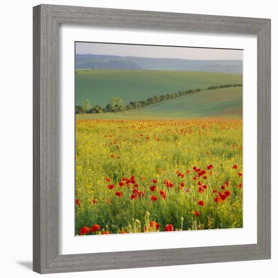 Poppy Fields, South Downs, Sussex, England, UK, Europe-John Miller-Framed Photographic Print
