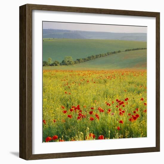 Poppy Fields, South Downs, Sussex, England, UK, Europe-John Miller-Framed Photographic Print