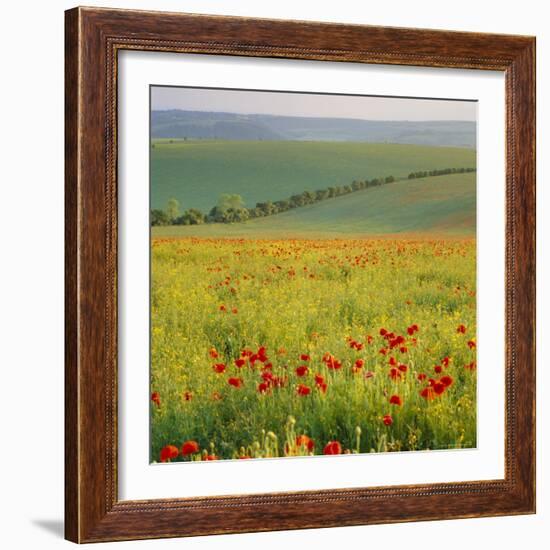 Poppy Fields, South Downs, Sussex, England, UK, Europe-John Miller-Framed Photographic Print