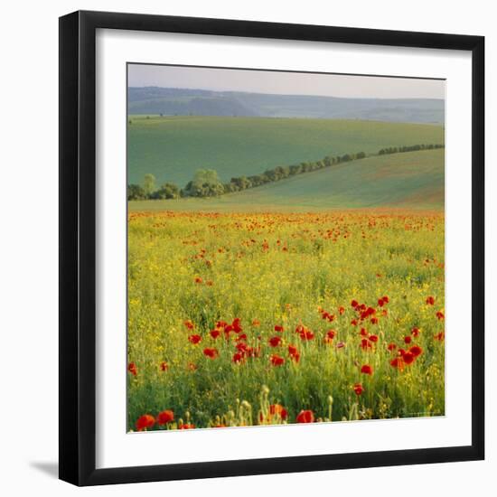 Poppy Fields, South Downs, Sussex, England, UK, Europe-John Miller-Framed Photographic Print