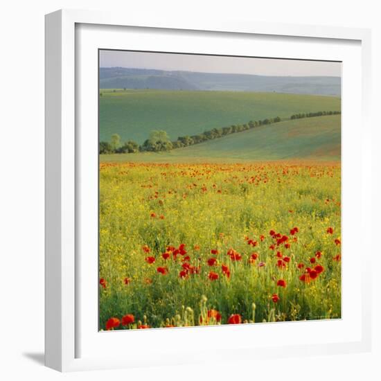 Poppy Fields, South Downs, Sussex, England, UK, Europe-John Miller-Framed Photographic Print