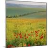 Poppy Fields, South Downs, Sussex, England, UK, Europe-John Miller-Mounted Photographic Print