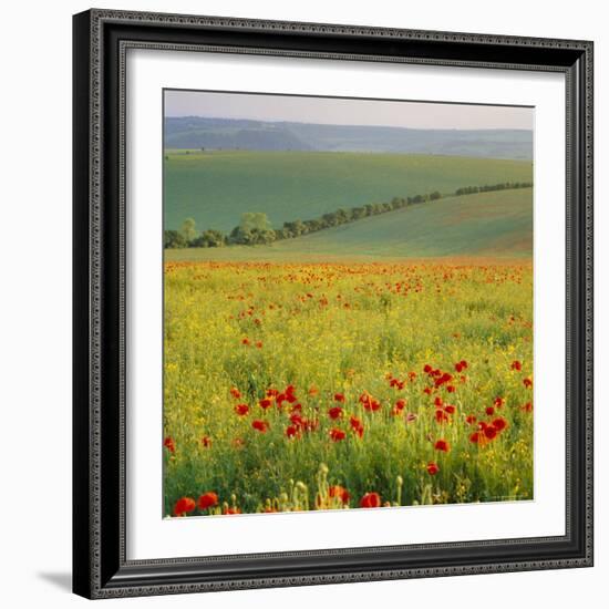 Poppy Fields, South Downs, Sussex, England, UK, Europe-John Miller-Framed Photographic Print